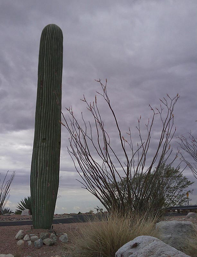 cell-phone-tower-disguised-as-a-cactus-2