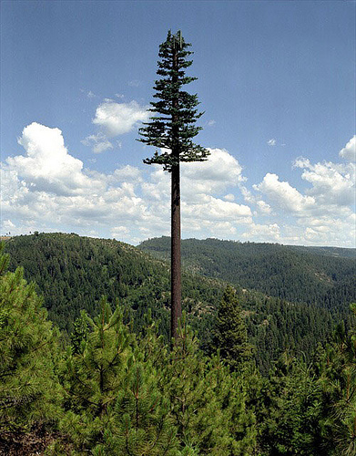 cell-phone-tower-disguised-as-a-tree-1