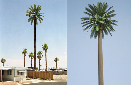 cell-phone-tower-disguised-as-a-palm-tree